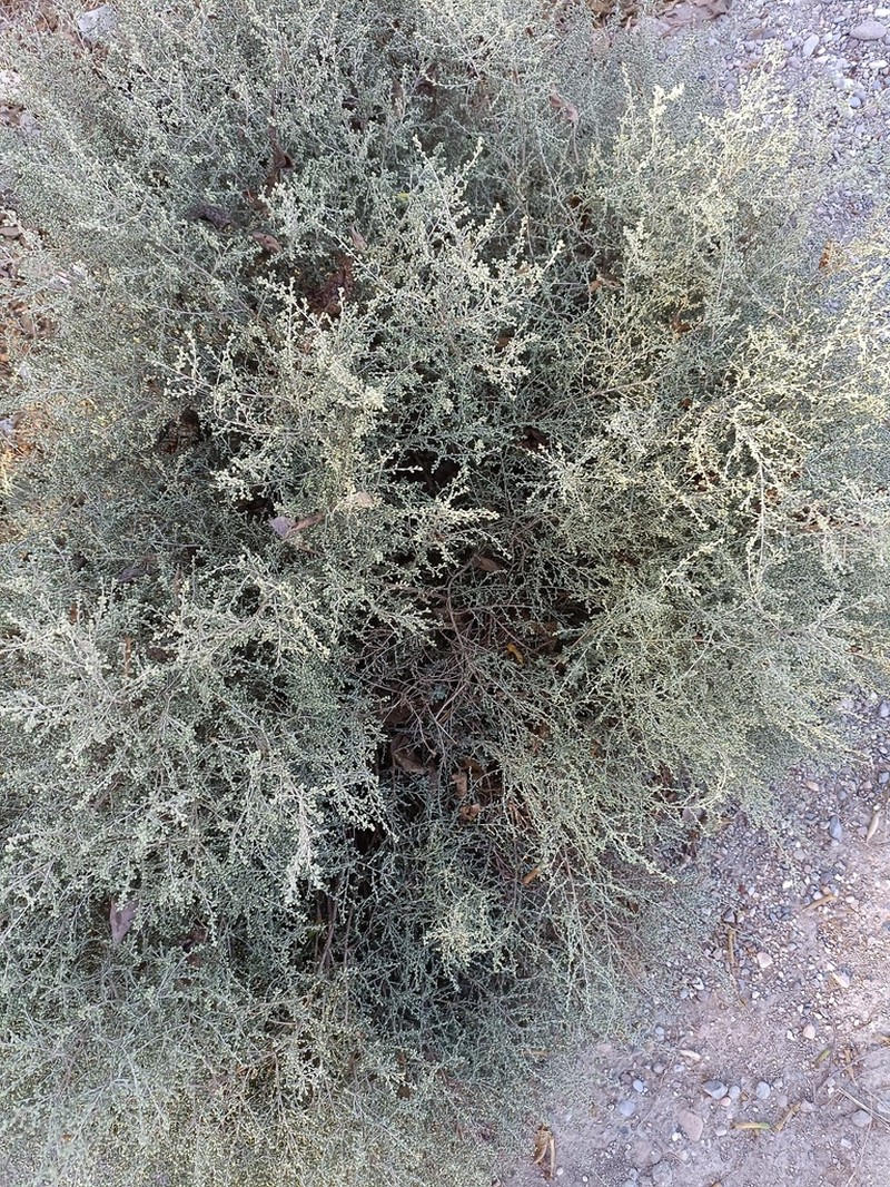 White Wormwood photo 7
