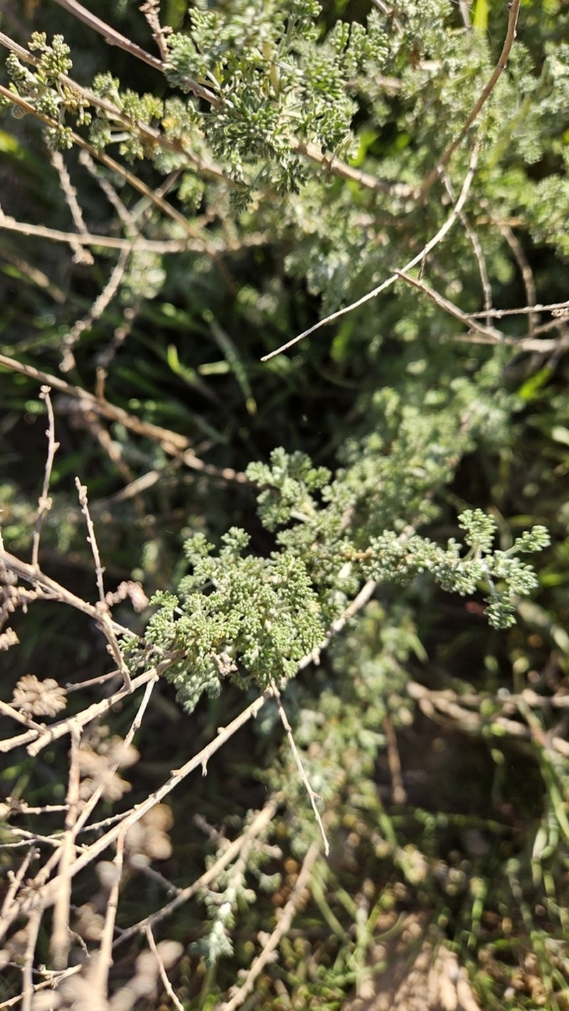White Wormwood photo 8