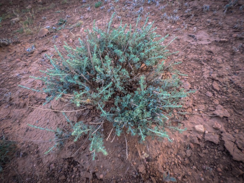Artemisia herba-alba subsp. herba-alba