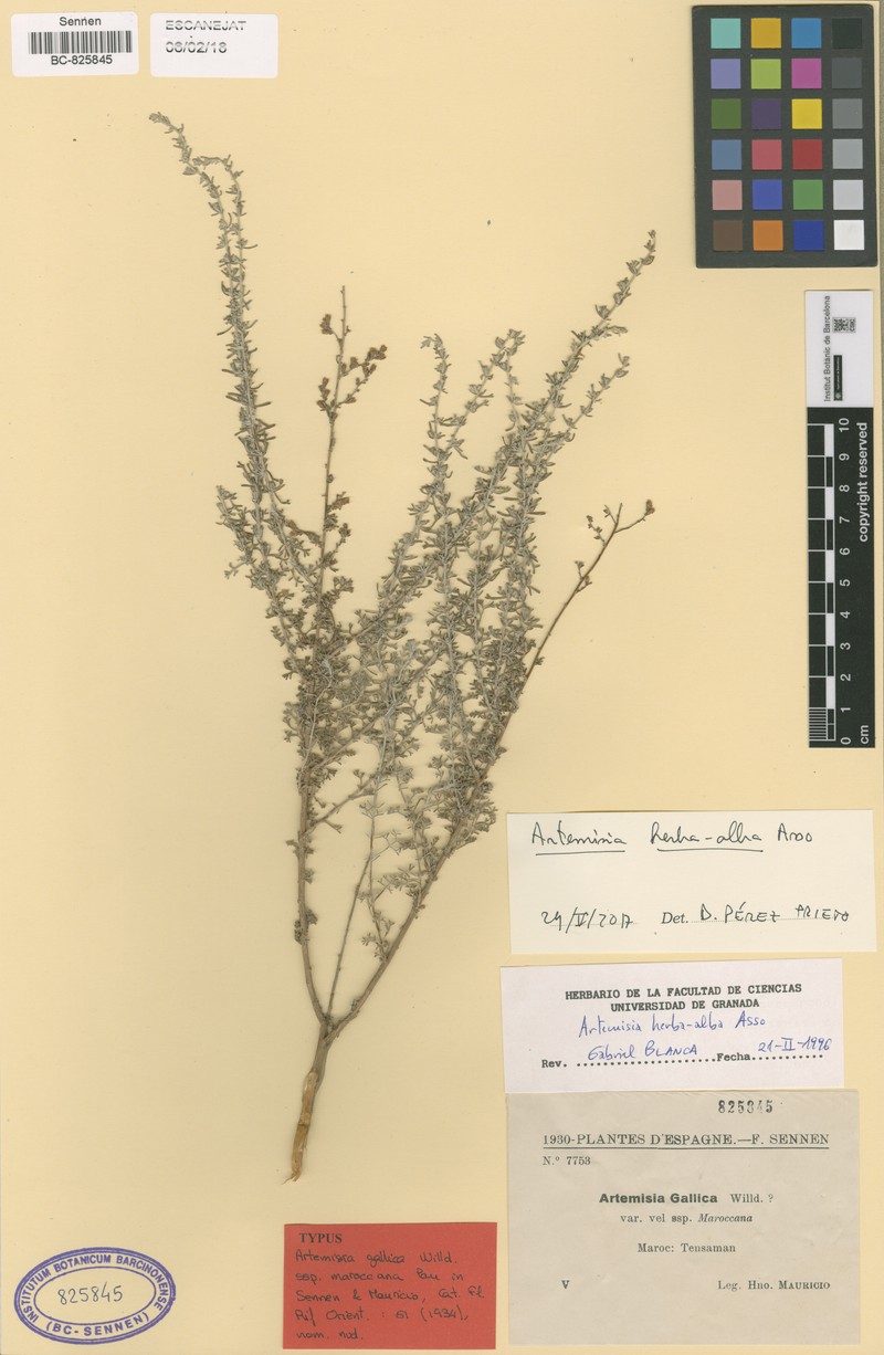 Artemisia herba-alba subsp. herba-alba photo 2