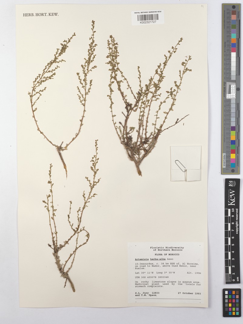 Artemisia herba-alba subsp. herba-alba photo 4