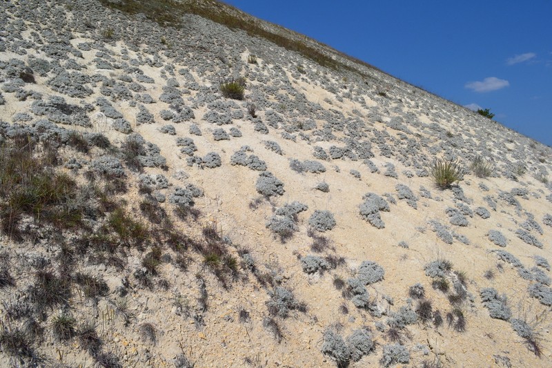 Artemisia hololeuca