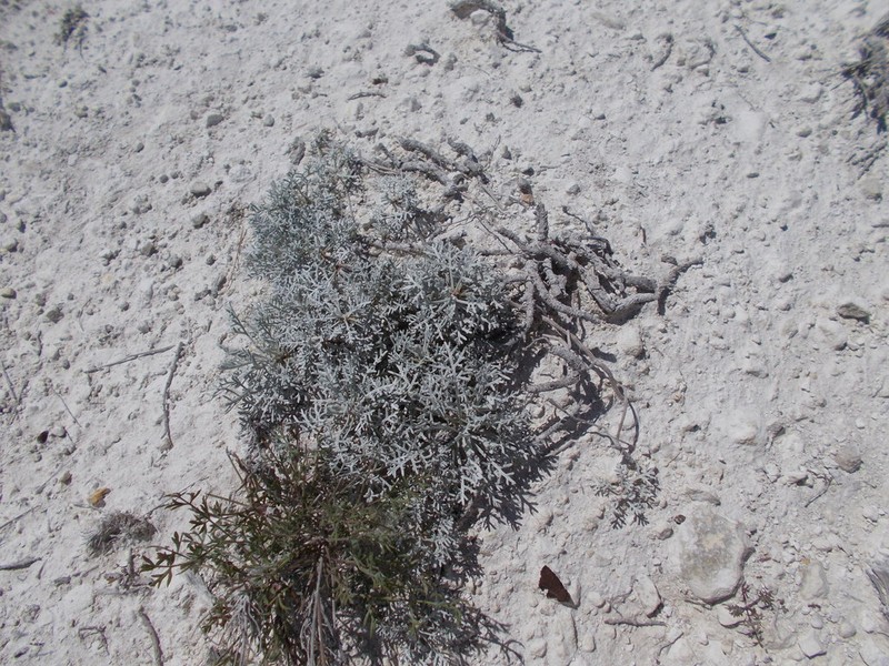 Artemisia hololeuca photo 2