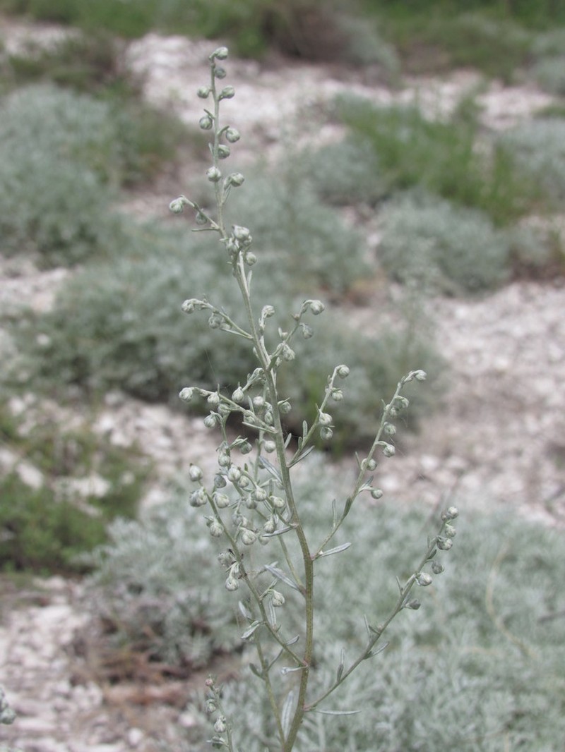 Artemisia hololeuca photo 3