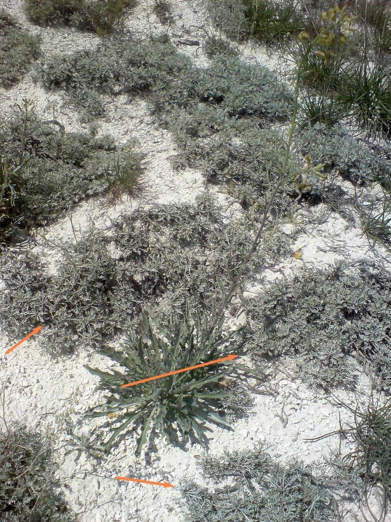 Artemisia hololeuca photo 4