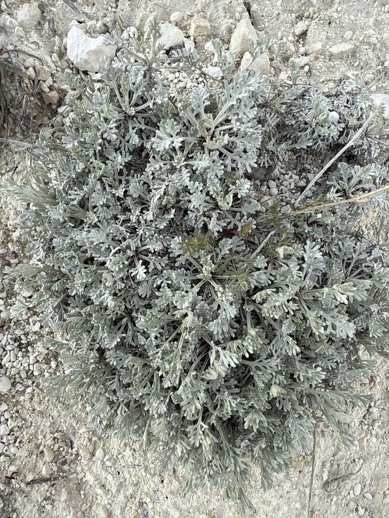 Artemisia hololeuca photo 5