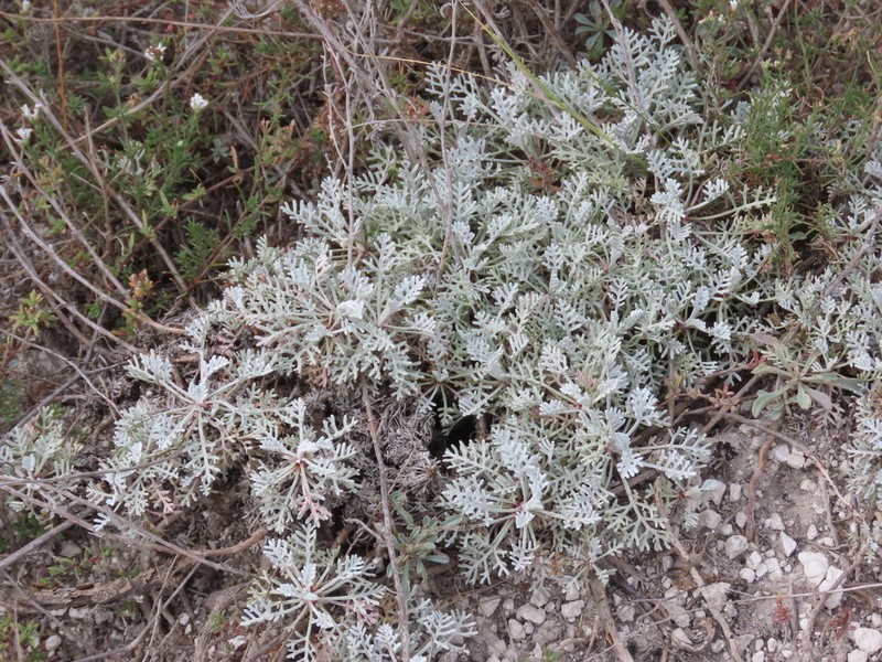 Artemisia hololeuca photo 6