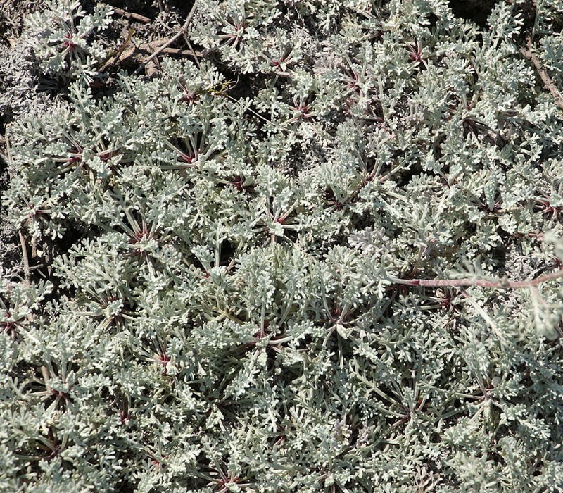Artemisia hololeuca photo 7