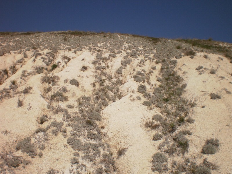 Artemisia hololeuca photo 8