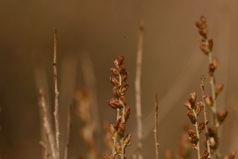 Artemisia huguetii