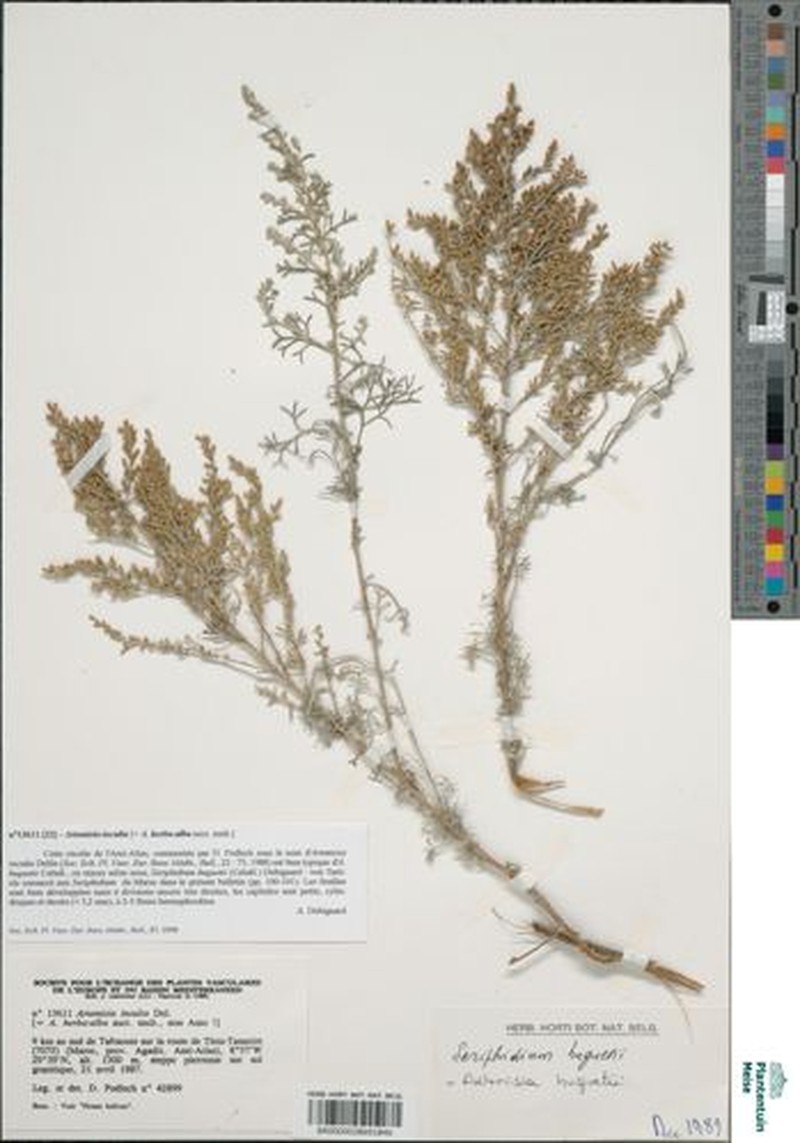 Artemisia huguetii photo 2