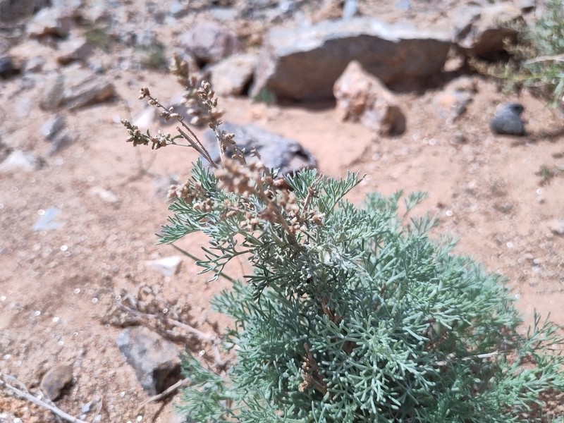 Artemisia huguetii photo 3
