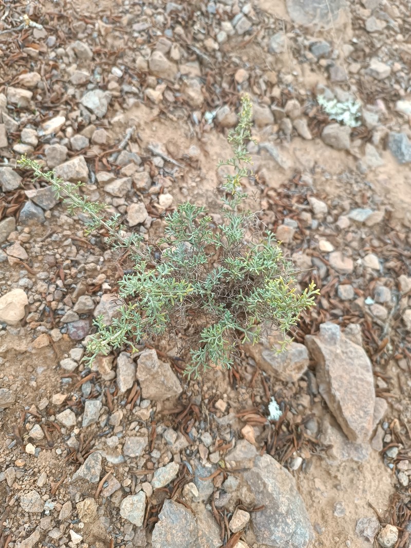 Artemisia huguetii photo 5