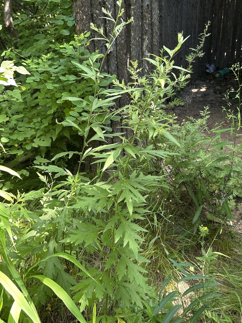 Artemisia igniaria photo 4
