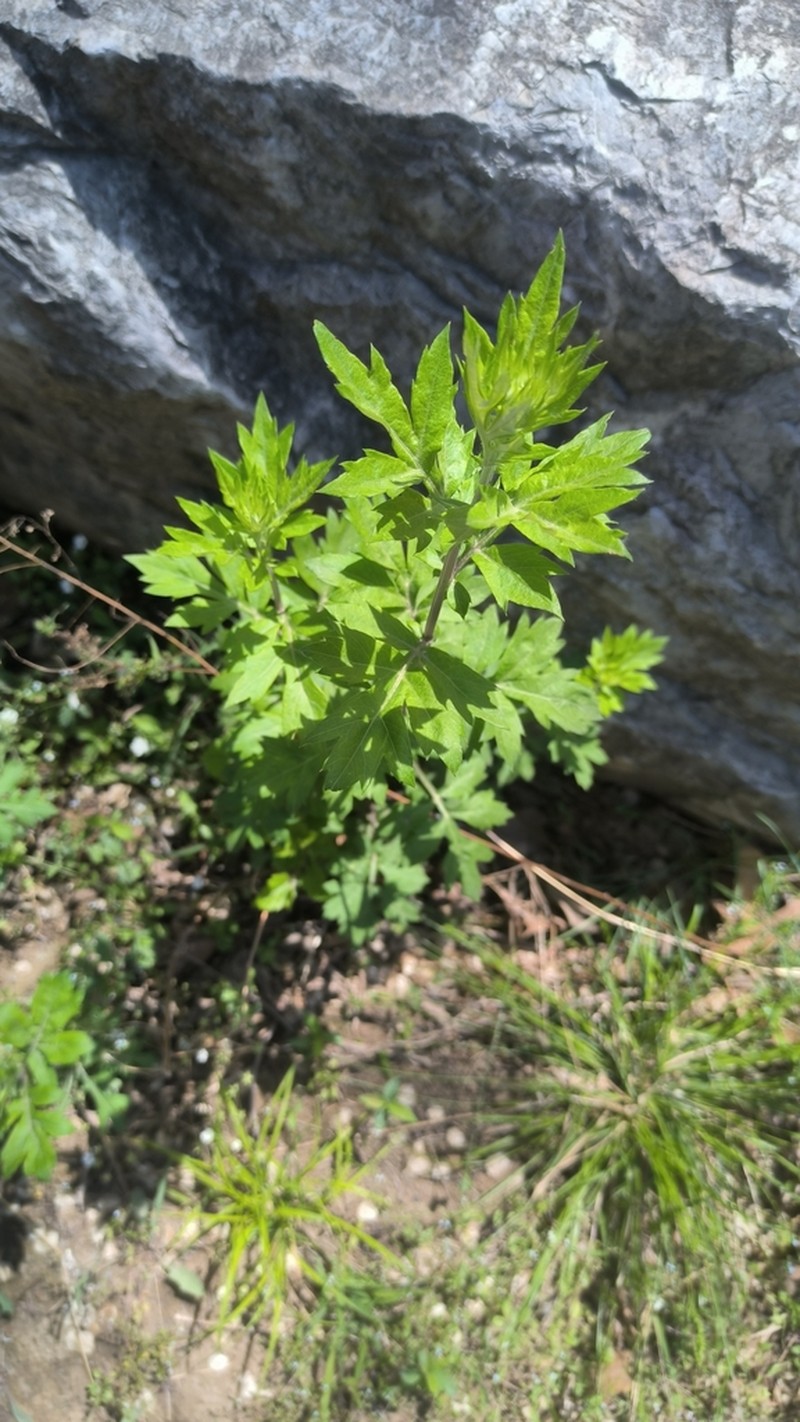 Artemisia igniaria photo 5