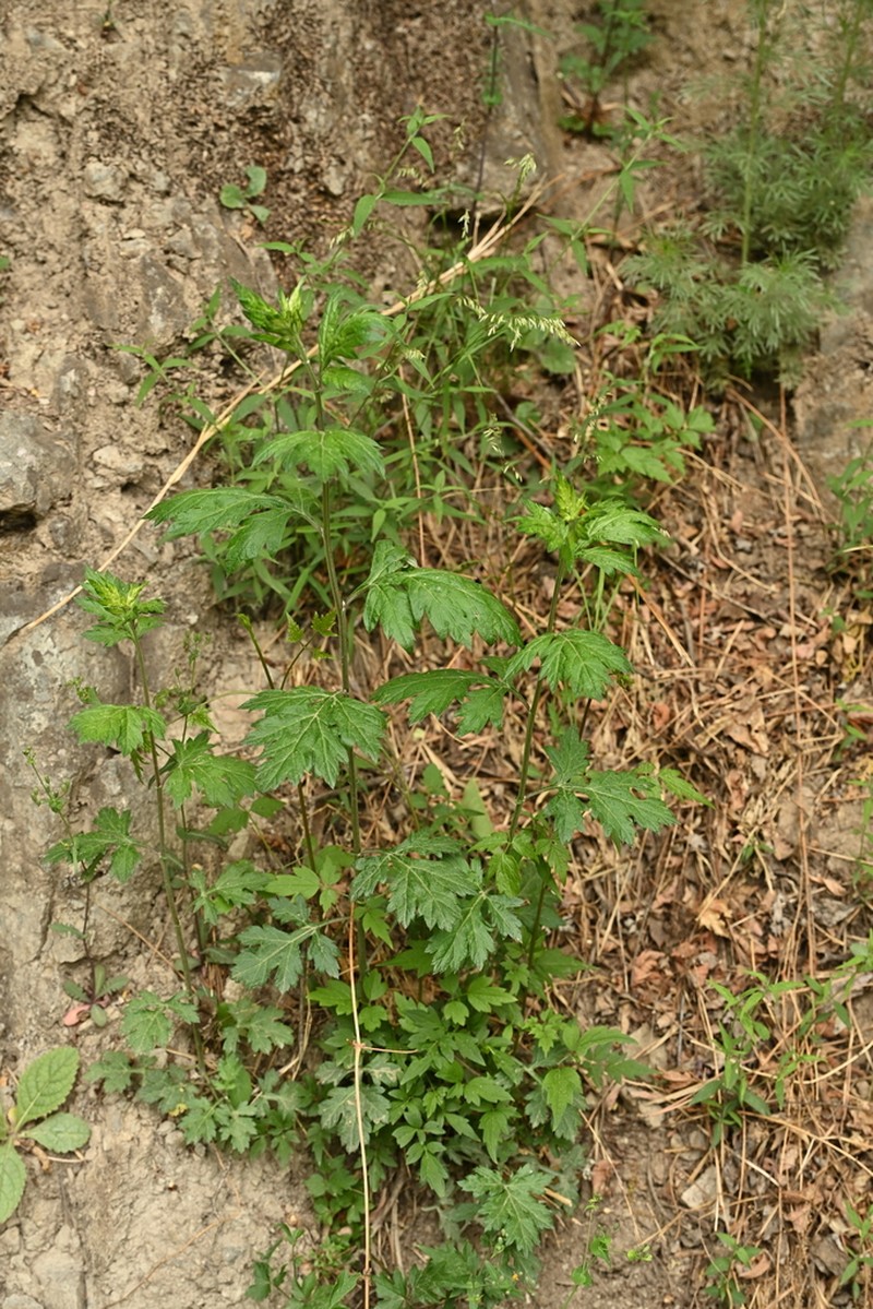 Artemisia igniaria photo 6
