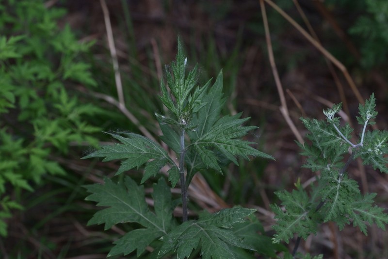 Artemisia igniaria photo 7