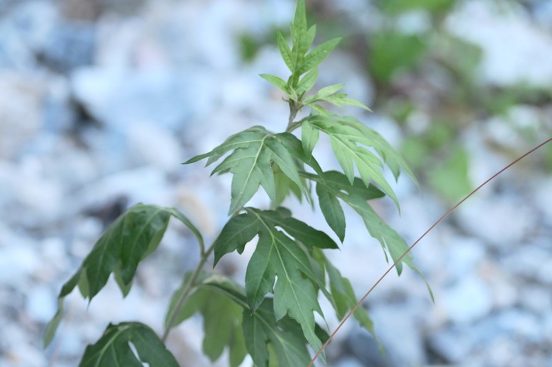 Artemisia igniaria