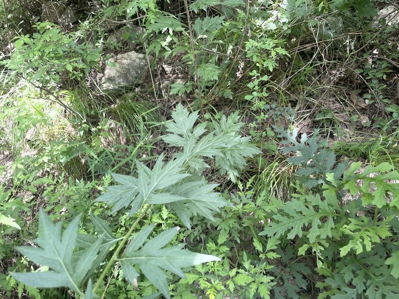 Artemisia igniaria photo 2
