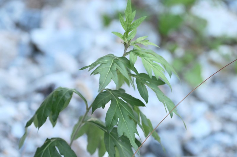 Artemisia igniaria photo 3