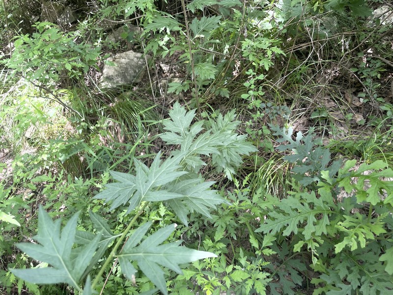 Artemisia igniaria photo 4