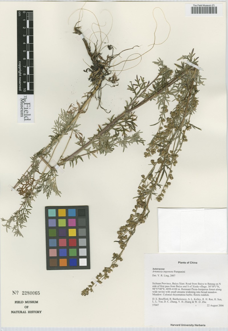 Artemisia imponens photo 4