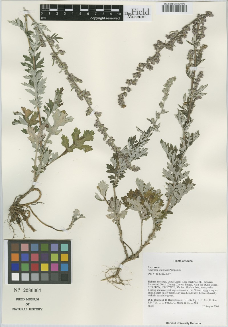 Artemisia imponens photo 5