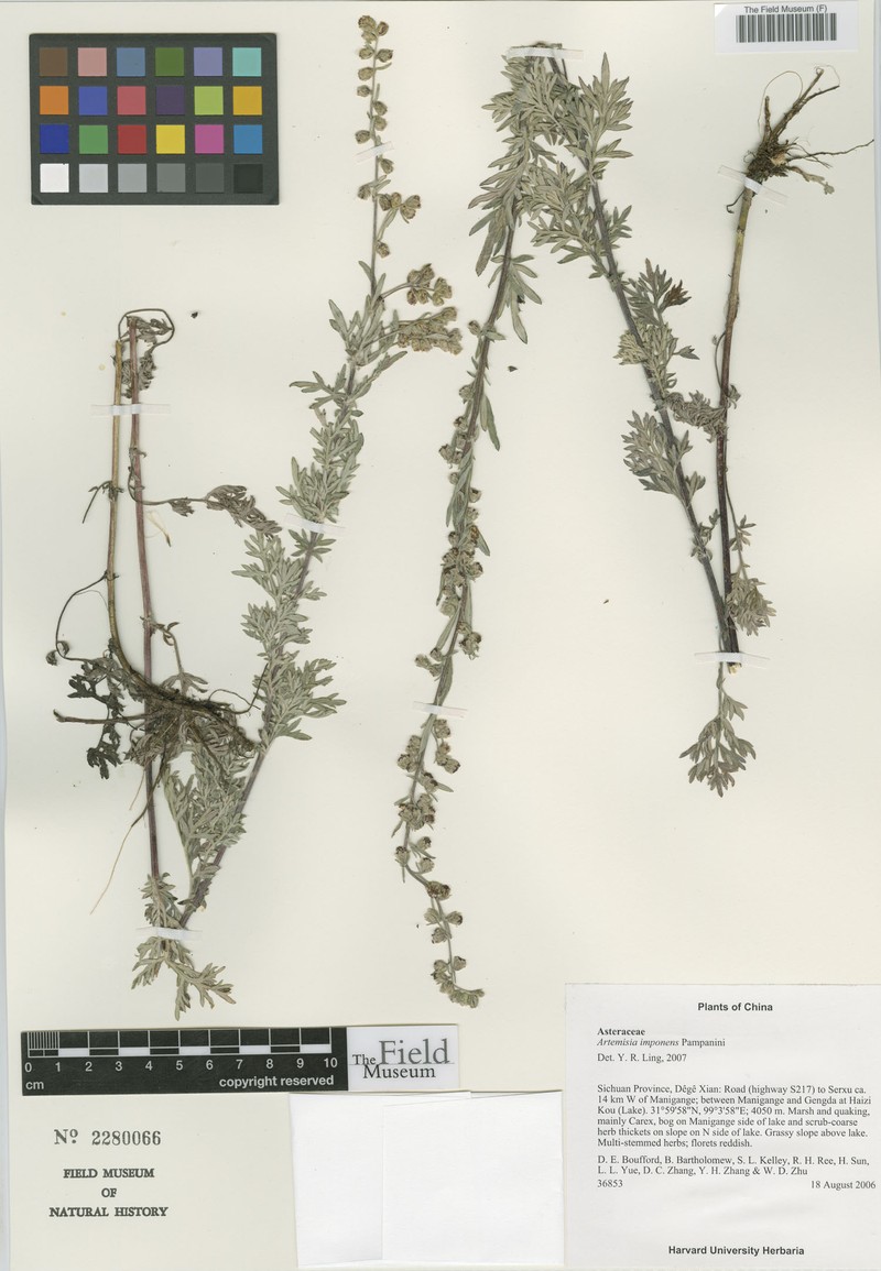 Artemisia imponens photo 6