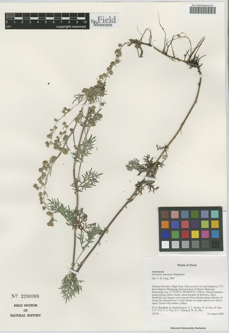 Artemisia imponens photo 7