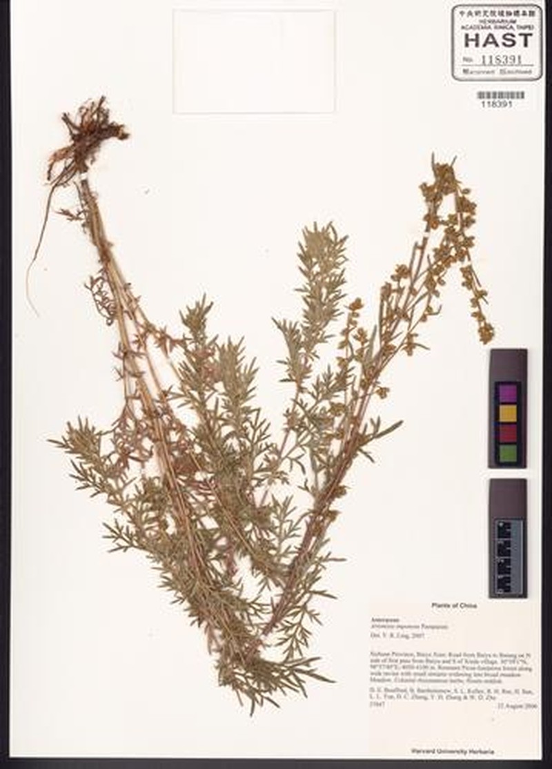 Artemisia imponens