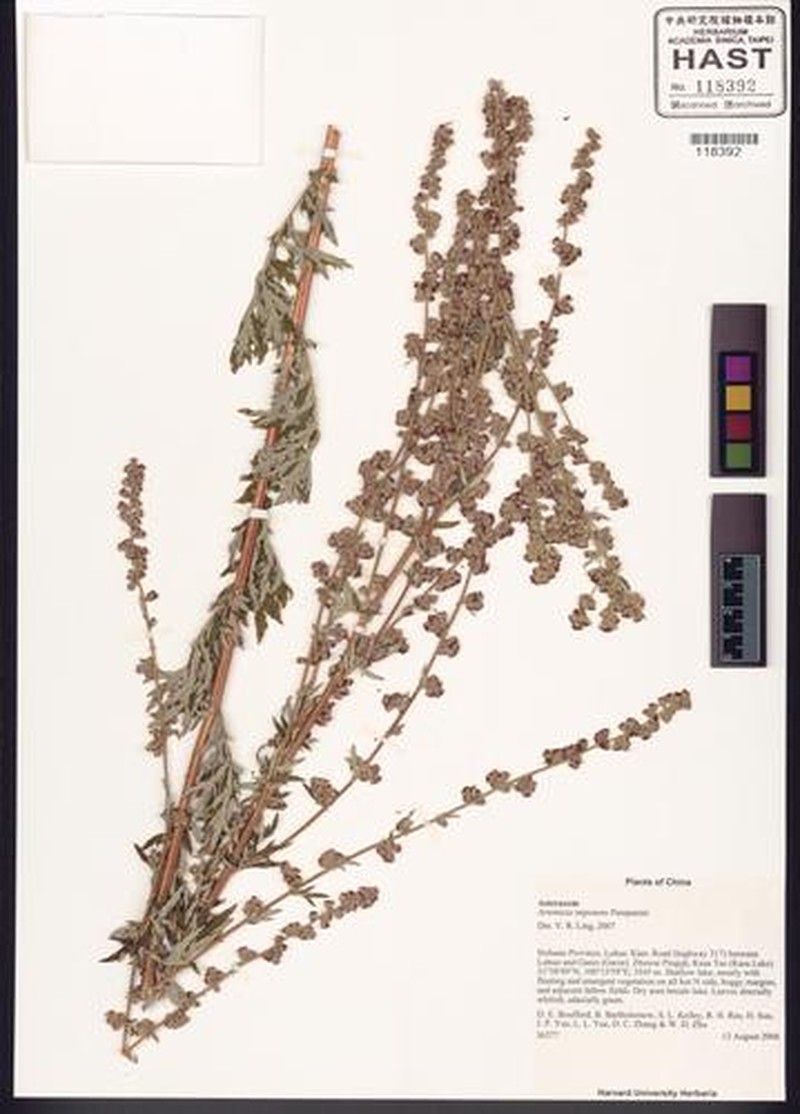 Artemisia imponens photo 2