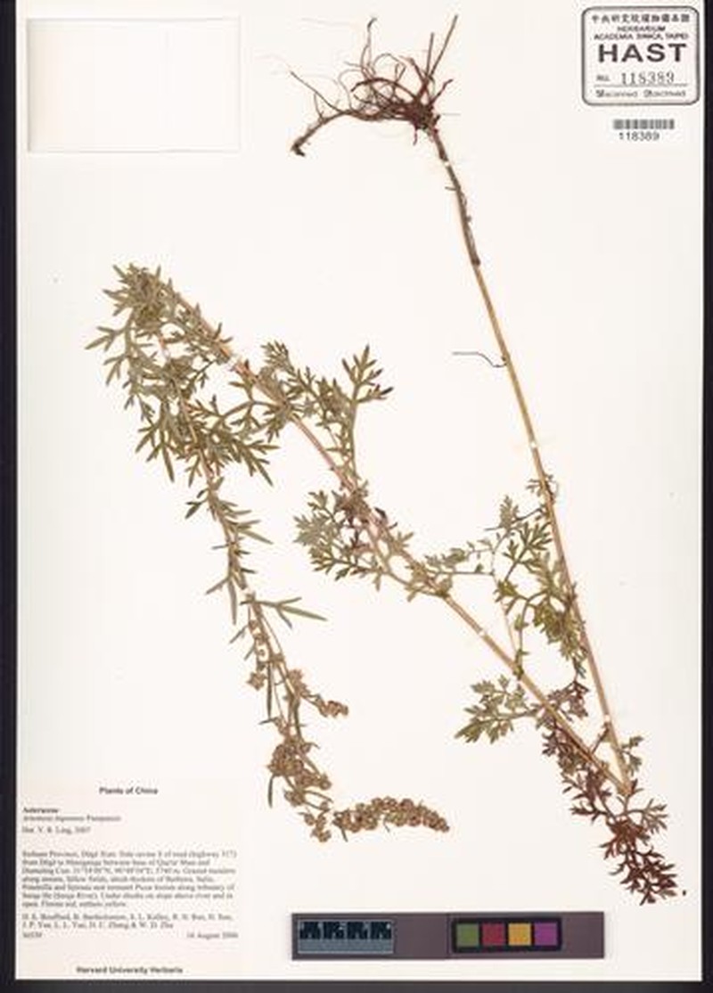 Artemisia imponens photo 3