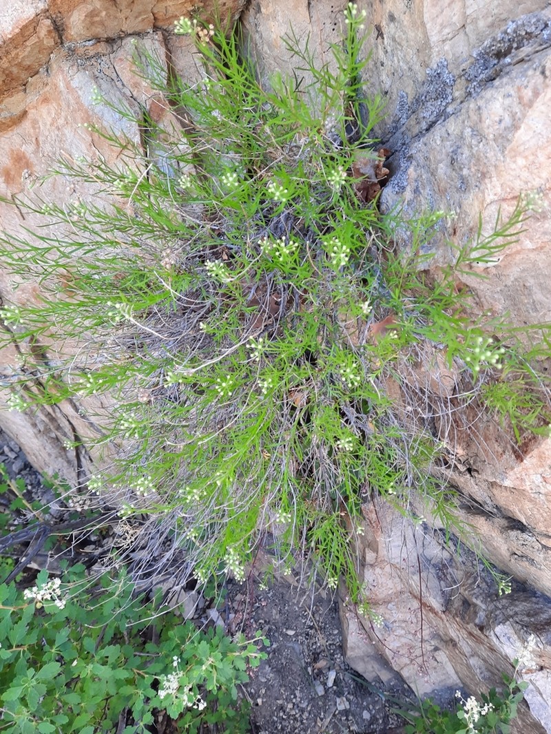 Separateleaf Chickensage