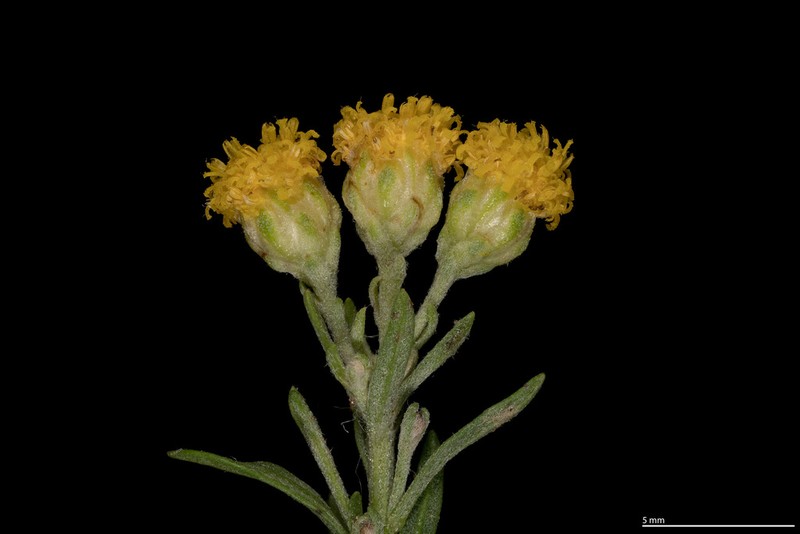 Separateleaf Chickensage photo 3