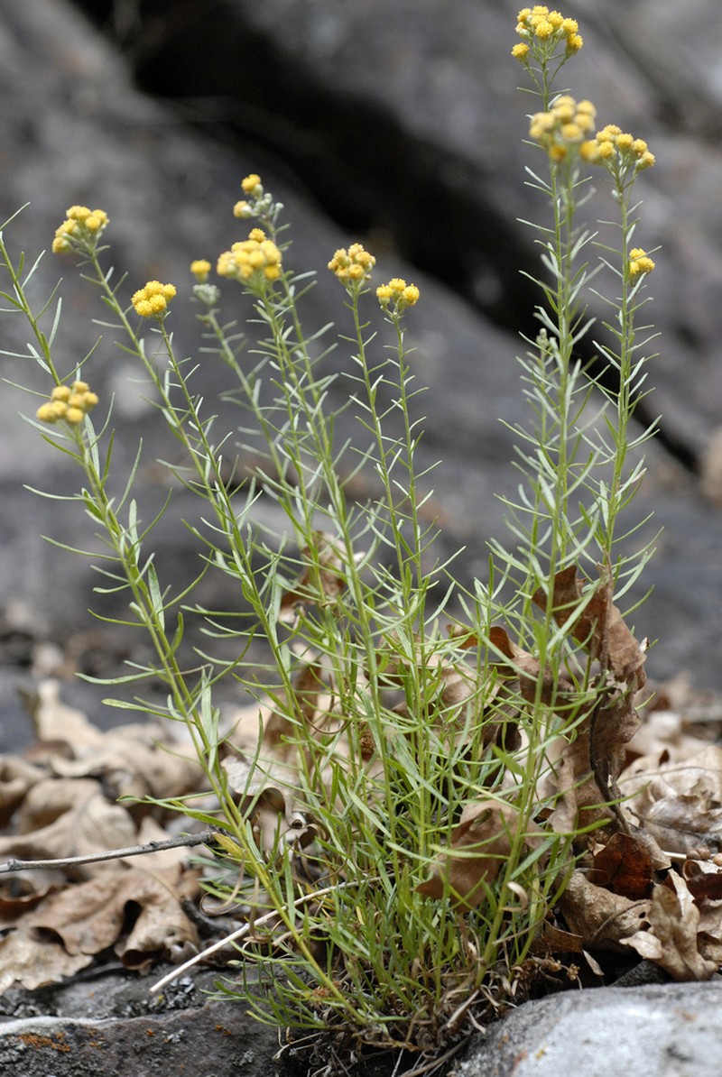 Separateleaf Chickensage photo 5