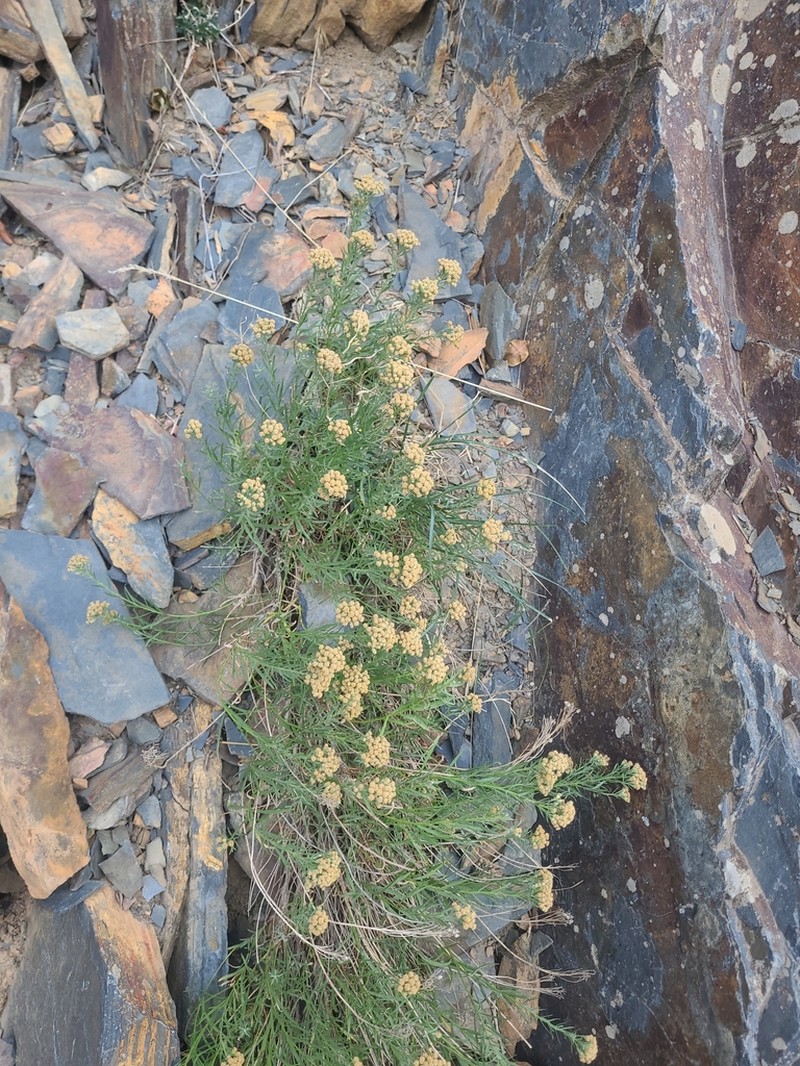 Separateleaf Chickensage photo 6