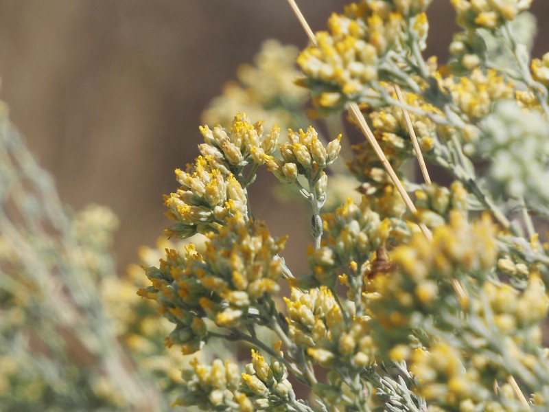 Artemisia incana
