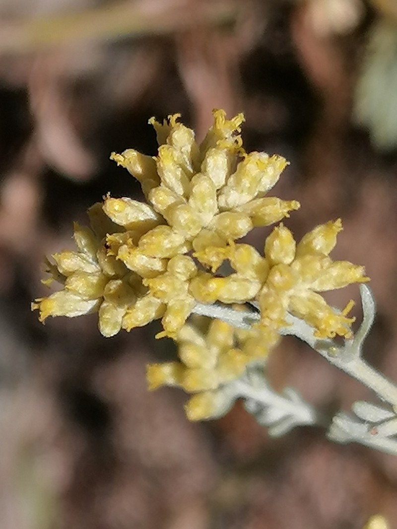 Artemisia incana photo 2