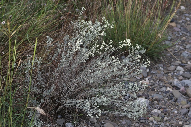 Artemisia incana photo 3