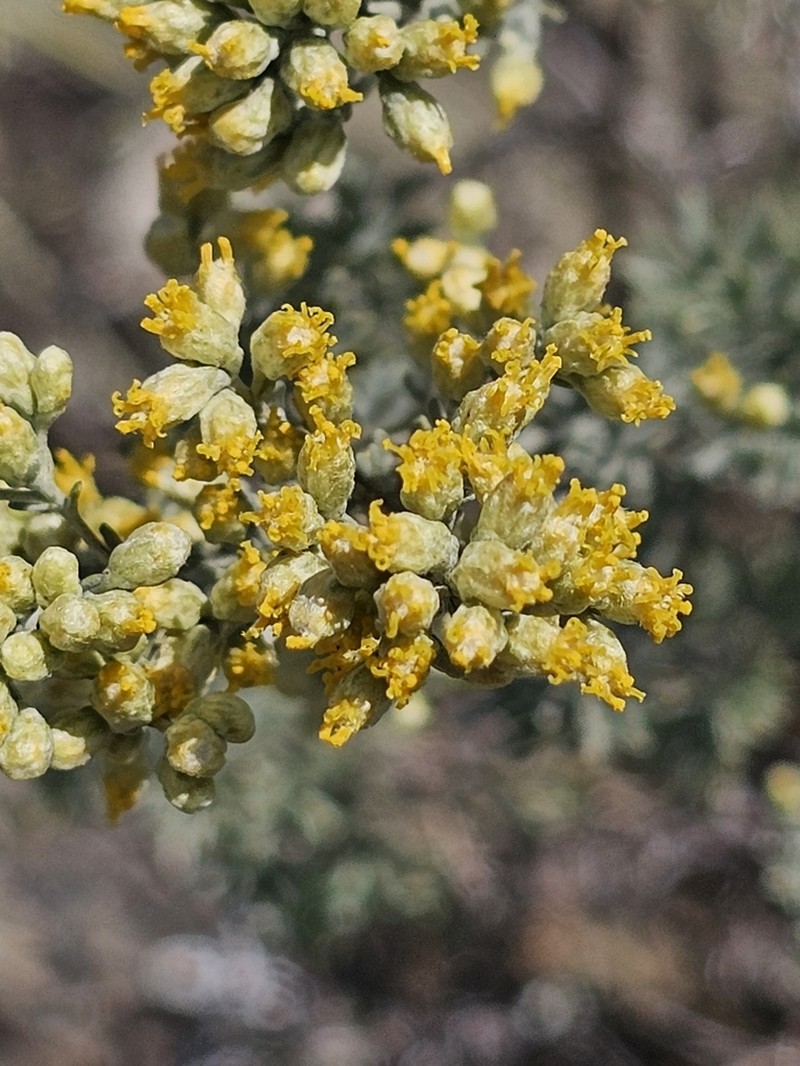 Artemisia incana photo 4