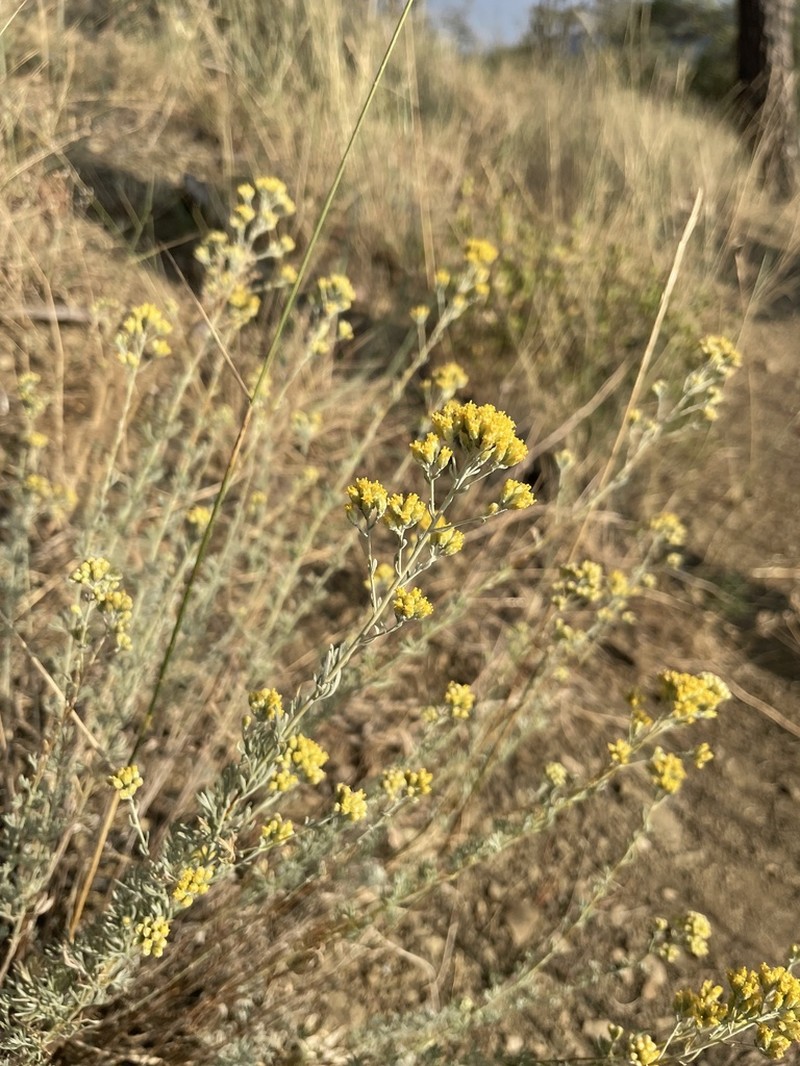 Artemisia incana photo 5