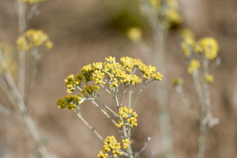 Artemisia incana photo 6