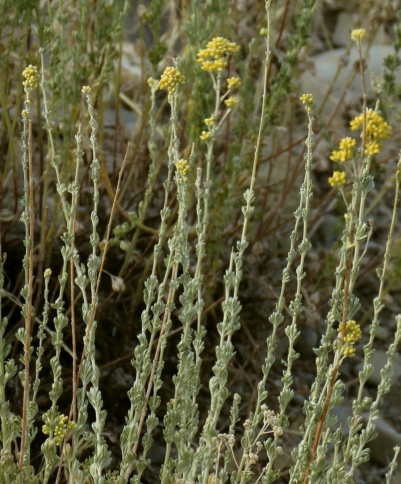 Artemisia incana photo 7
