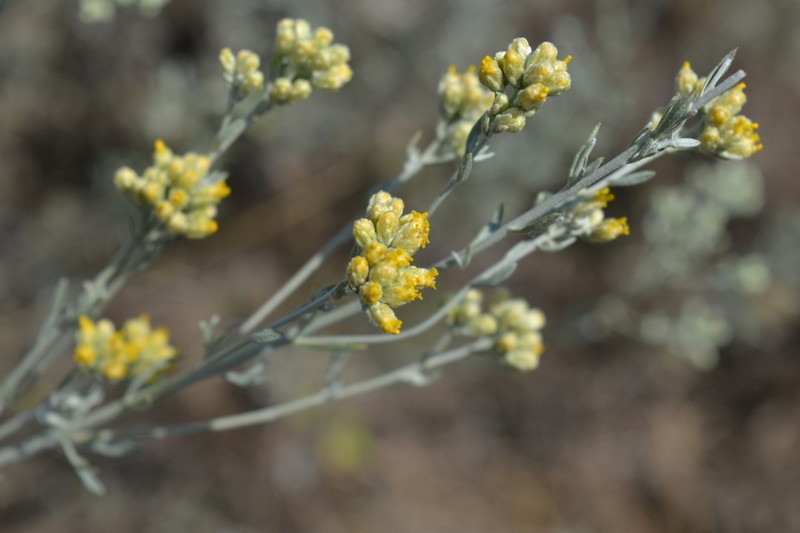 Artemisia incana photo 8