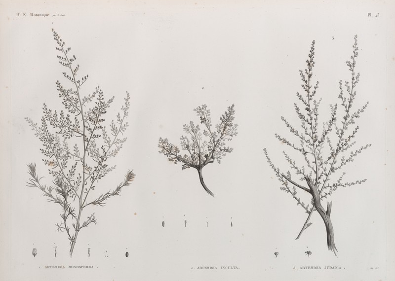 Artemisia inculta photo 5