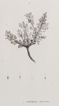 Artemisia inculta