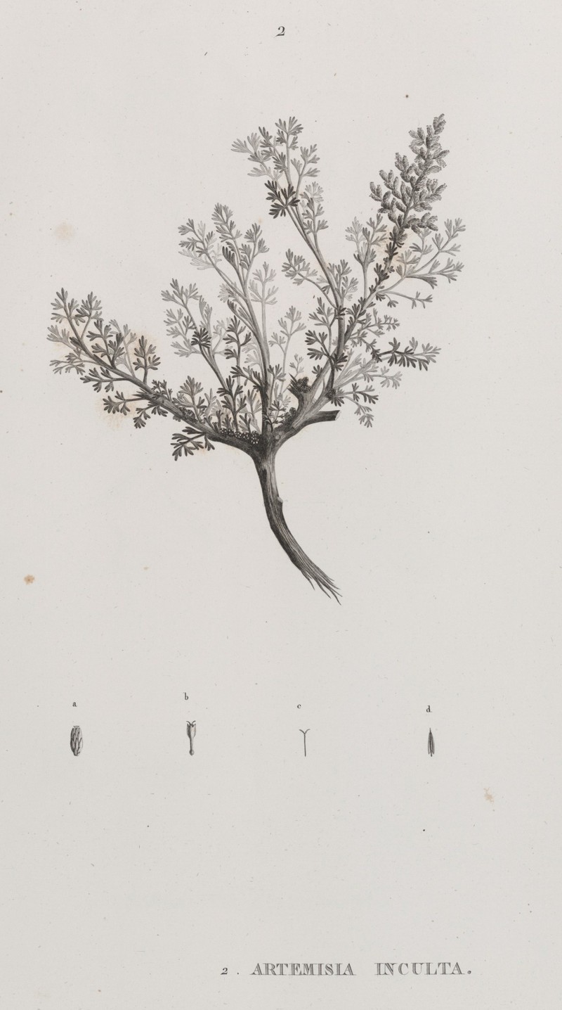 Artemisia inculta