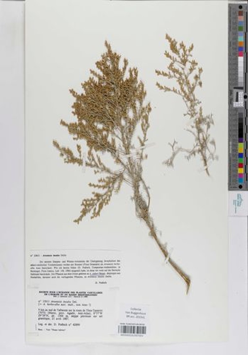 Artemisia inculta photo 2