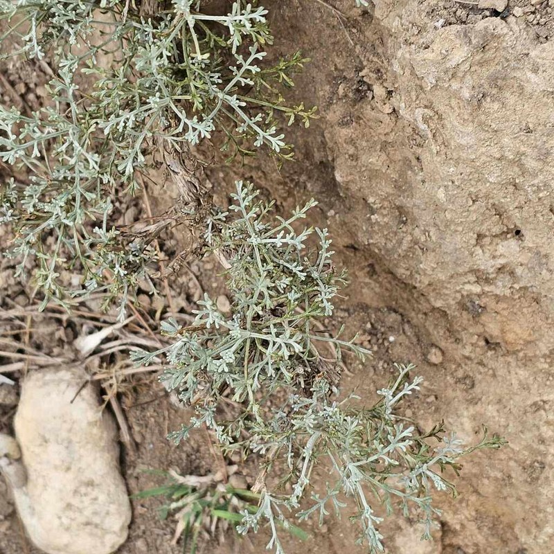 Artemisia inculta photo 3