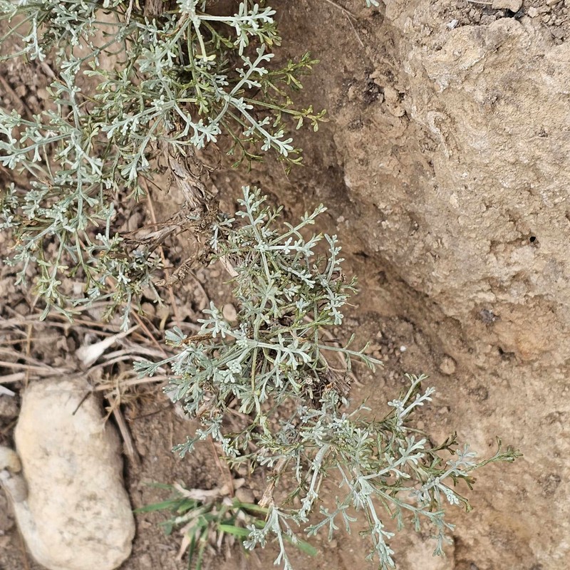 Artemisia inculta photo 4